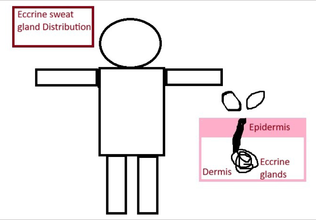 Distribution of eccrine sweat glands.